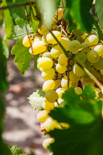 Un grande mazzo di uva da vino bianco pende da una vite