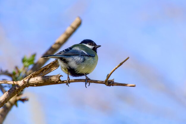 un grande petto appoggiato su un ramo d'albero in un soleggiato giorno di primavera