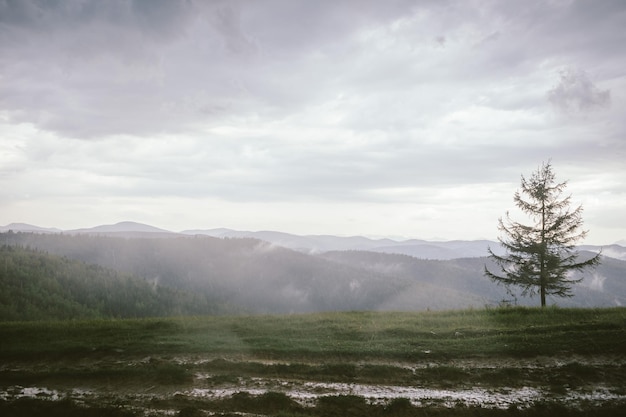 Un grande prato verde con alberi sullo sfondo