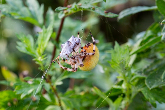 Un grande ragno Araneus femmina giallo in una ragnatela con la preda. Ragno da caccia di successo. Ragno spaventoso per Halloween