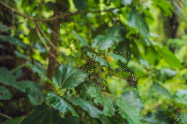 Un grande ragno con strisce gialle su una ragnatela in giardino. Ragno ragno da giardino lat. I ragni araneomorfi di tipo Araneus della famiglia dei ragni della ragnatela Araneidae si trovano sul web. Macro