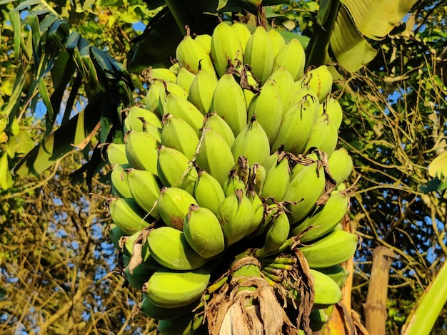 Un grande ramo di banane su banane del Bangladesh. Che è adatto per la cottura come verdura.