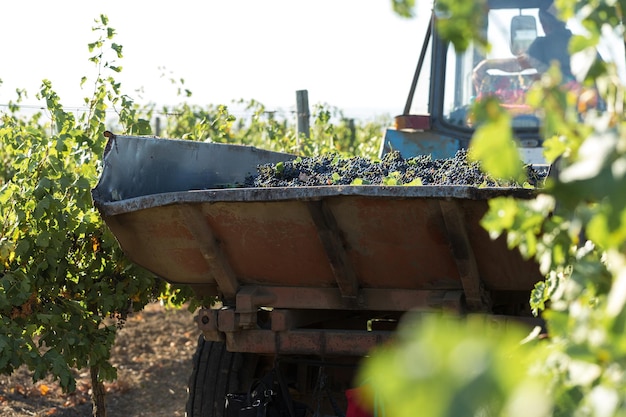 Un grande serbatoio di stoccaggio pieno di uva per la pigiatura. Antica tecnica tradizionale di vinificazione.