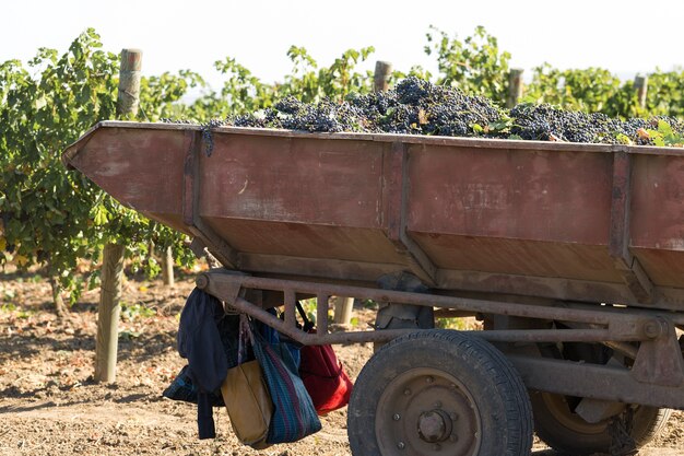 Un grande serbatoio di stoccaggio pieno di uva per la pigiatura. Antica tecnica tradizionale di vinificazione.