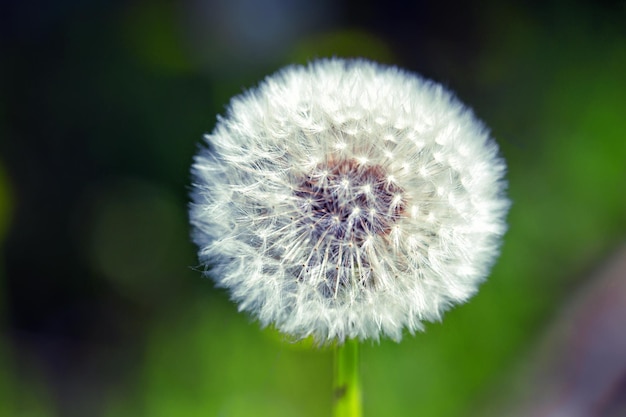 Un grande soffice dente di leone Primavera