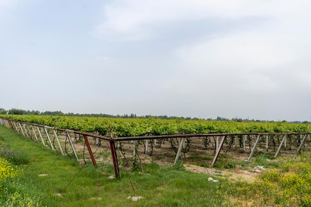 Un grande spazio di terra per l'agricoltura