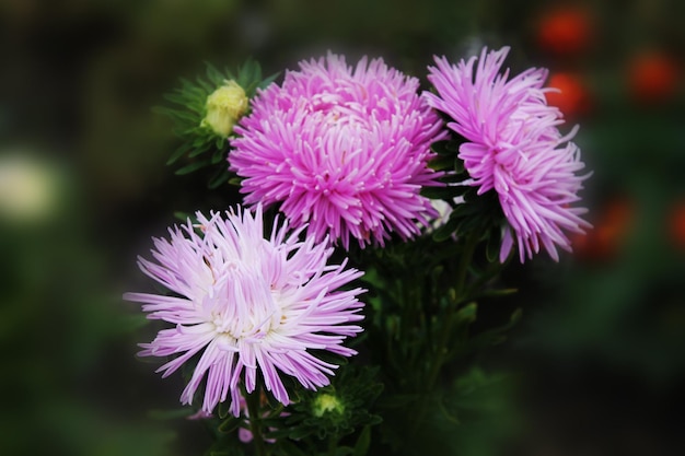 Un grande trio di astri viola canta una dolce canzone estiva Purple gortennziy asters su uno sfondo