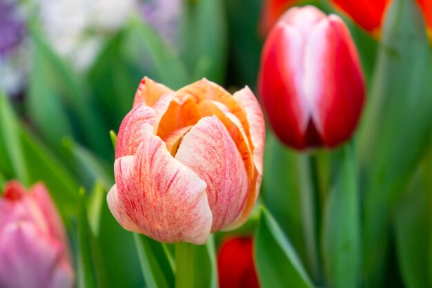 Un grande tulipano rosa con petali ricci