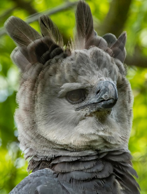 Un grande uccello con una testa nera e una testa bianca.