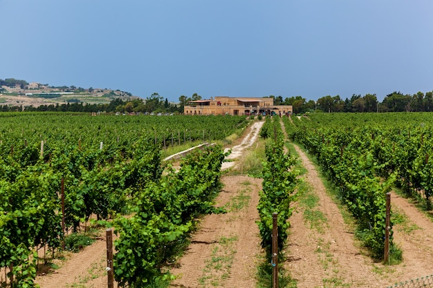 Un grande vigneto con piantine di uva si trova filari. Il bellissimo paesaggio minimalista.