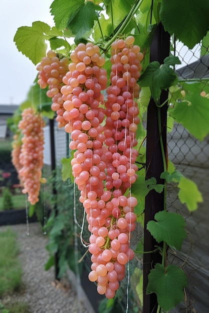 Un grappolo d'uva bianca è appeso a un recinto