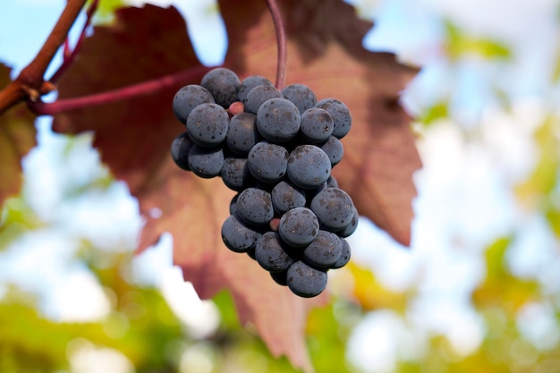 un grappolo d'uva da vino blu contro una foglia d'uva rossa