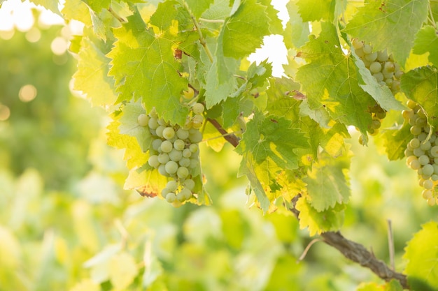 Un grappolo d'uva è pronto per la vendemmia