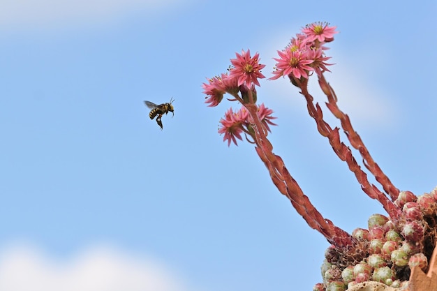 un grappolo d'uva nel cielo