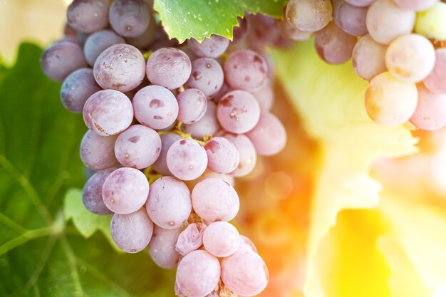 Un grappolo d'uva per la viticoltura in una fattoria di uva in estate sotto il sole agricoltura e ...