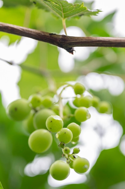 Un grappolo d'uva verde dopo la pioggia