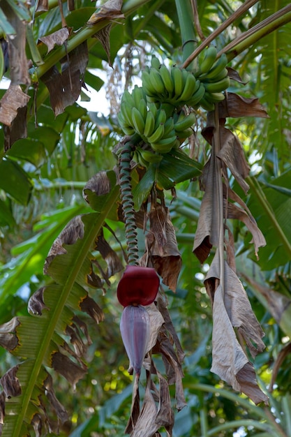 Un grappolo di banane con la sua inflorescenza