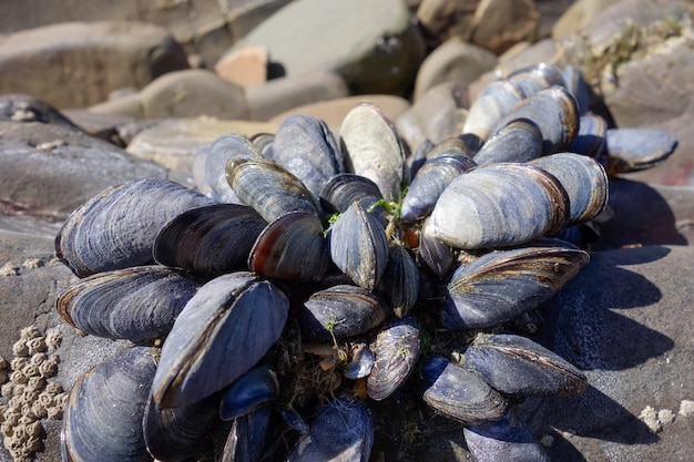 Un grappolo di cozze