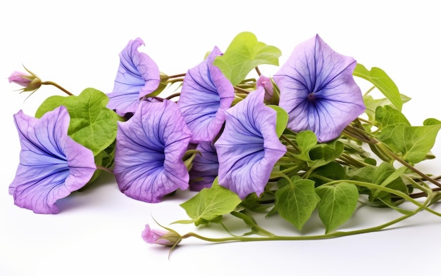 Un grappolo di fiori viola su uno sfondo bianco