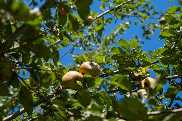 Un grappolo di mele di frutteto rosso dorato su un albero da frutta organico con cielo blu