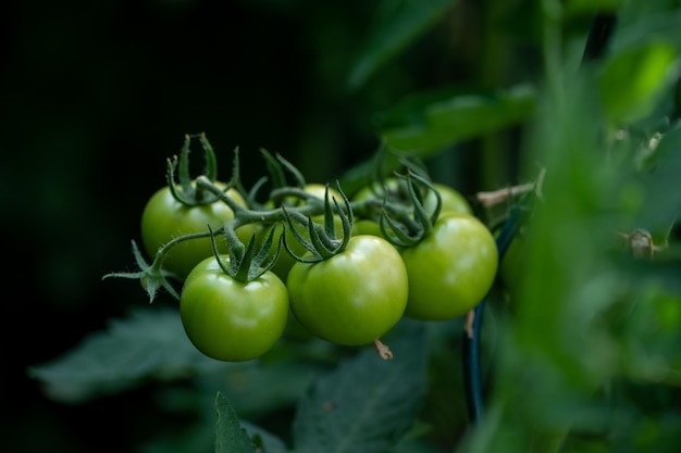 Un grappolo di pomodori verdi su una vite