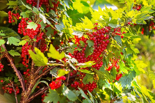 Un grappolo di ribes rosso pende da un ramo.