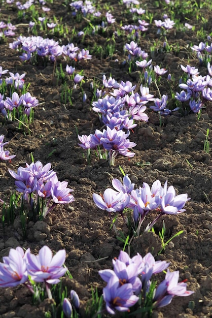 Un grappolo di tulipani a zafferano