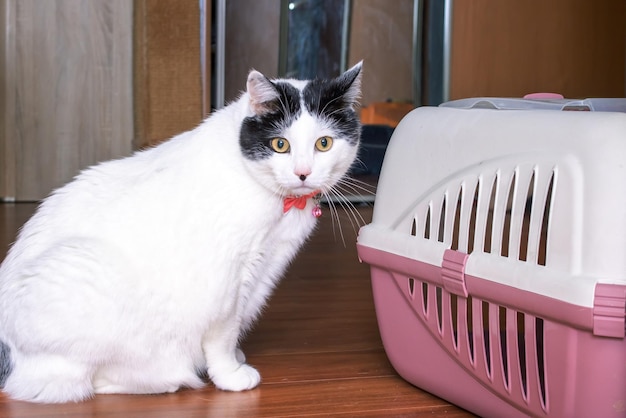 Un grasso gatto bianco siede accanto a un trasportino