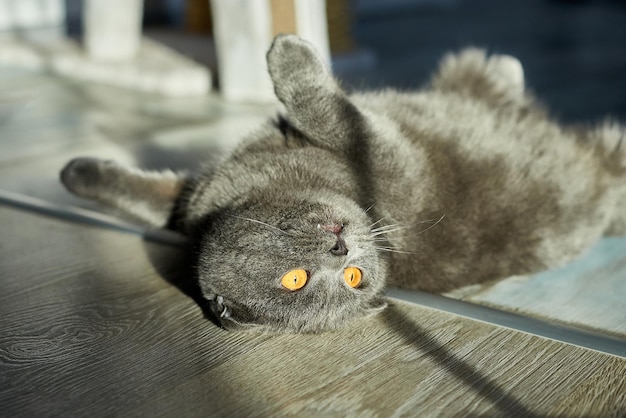 Un grasso gatto tabby scozzese grigio giace sul pavimento