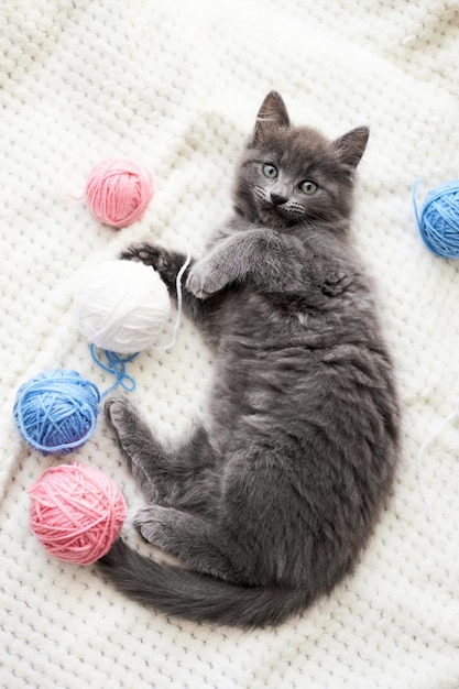 Un grazioso gattino grigio gioca sul copritto beige con palle di lana multicolori