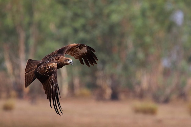 Un grazioso nibbio bruno sta volando nel prato. Uccelli rapaci Nibbio bruno (Milvus migrans)