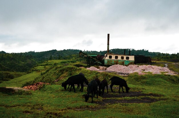 Un gregge di capre che pascolano l'erba sui campi le capre nere del Bengala e la fabbrica abbandonata