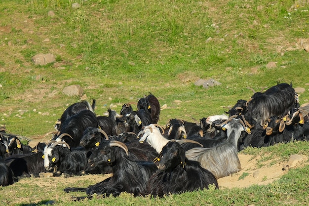 Un gregge di capre e pecore che pascolano sulla montagna