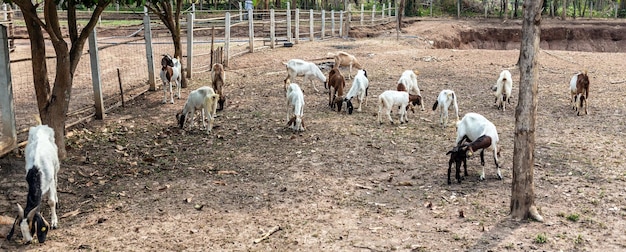 Un gregge di capre in fattoria