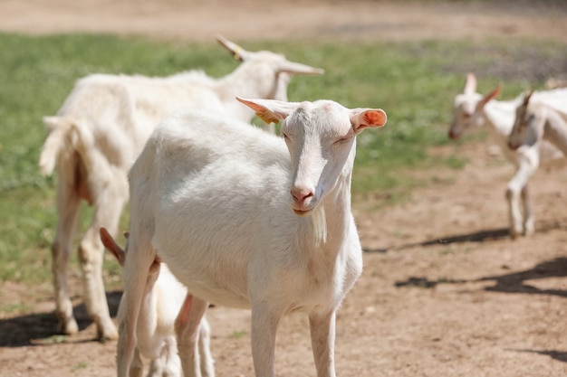 Un gregge di capre in fattoria