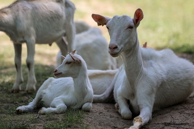 Un gregge di capre in fattoria