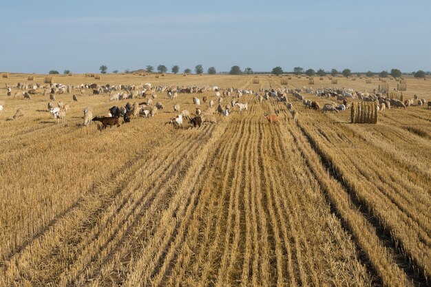 Un gregge di capre pascola su un campo falciato dopo aver raccolto il grano. Grandi balle rotonde di pile.