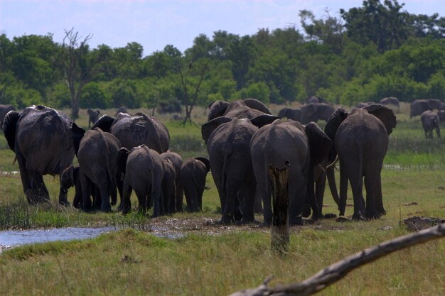 Un gregge di elefanti su un campo erboso