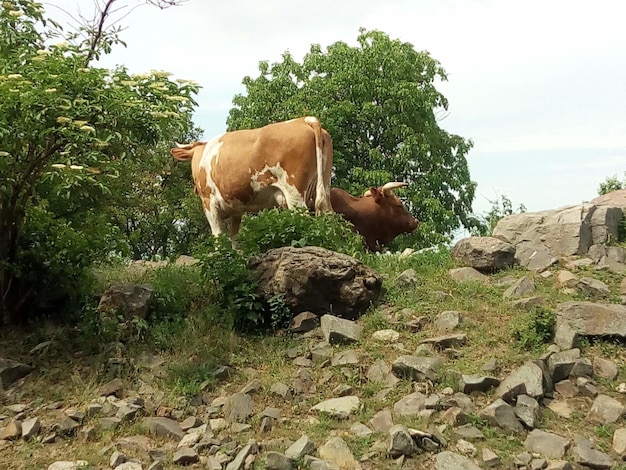 Un gregge di mucche che pascolano in montagna in un giorno d'estate soleggiato