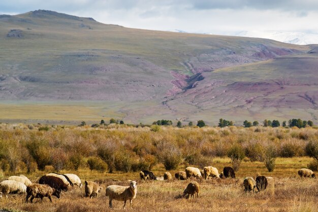 Un gregge di pecore al pascolo in autunno Chui Valley. Russia, Repubblica dell'Altai