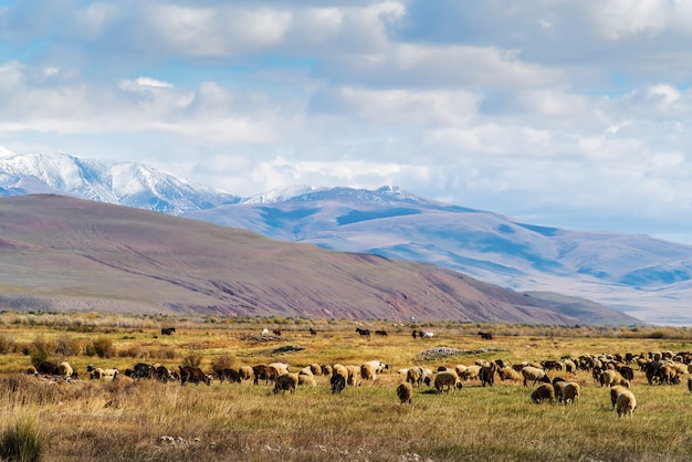 Un gregge di pecore al pascolo in autunno Chui Valley. Russia, Repubblica dell'Altaj