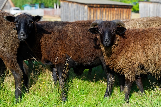 Un gregge di pecore al pascolo in un prato del villaggio.