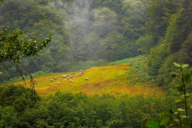 Un gregge di pecore al pascolo in un prato verde su una collina di montagna