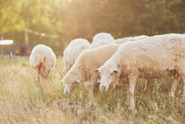 un gregge di pecore cammina liberamente in una fattoria in un giorno di sole concetto di eco-fattoria