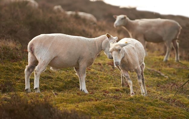 Un gregge di pecore in un prato su lussureggianti terreni agricoli Pecora lanosa rasata e tosata che mangia erba su un campo Bestiame selvatico al pascolo nel Parco Nazionale di Rebild Danimarca Montone e agnello biologici ruspanti