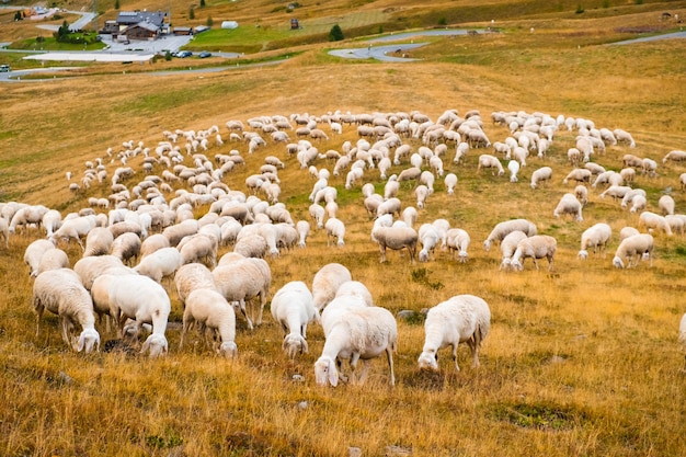 Un gregge di pecore mangia l'erba nei pascoli di montagna