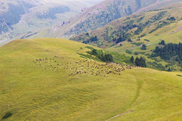 Un gregge di pecore pascola in alta montagna Agricoltura Pascoli in montagna jailoo Kirghizistan