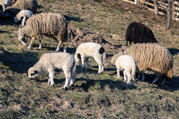 Un gregge di pecore pascola in un campo.