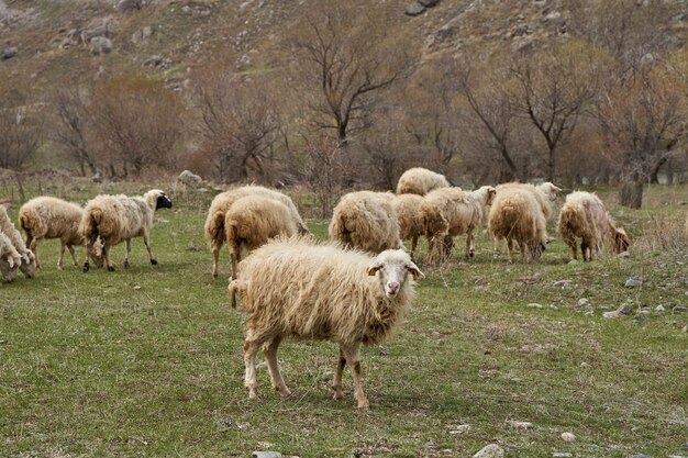 Un gregge di pecore pascola in un prato di montagna