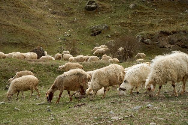 Un gregge di pecore pascola in un prato di montagna
